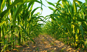 Plant Analysis Plant Analysis