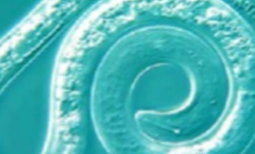 nematode-analysis nematode-analysis