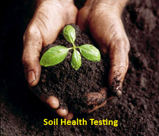 plant-in-soil-315x270 plant-in-soil-315x270